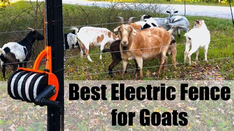 temporary electric fencing for goats